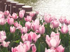 -洛阳郁金香牡丹园