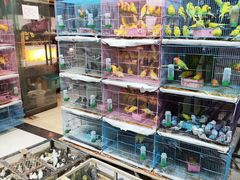 -青石桥花鸟鱼虫市场(叠翠城店)