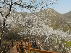 -大岭沟猕猴桃谷风景区