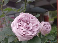 -香蜜公园