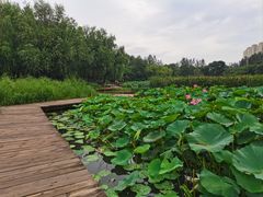 -前关湿地公园