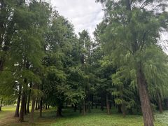 -上海海湾国家森林公园