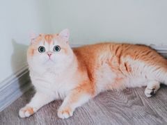 -Bastet sally猫舍购宠(静安店)