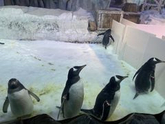 -芜湖新华联大白鲸海洋公园