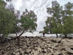 -宝安西湾红树林湿地公园