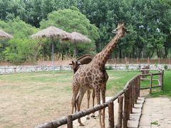 -北京野生动物园