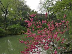 -盆景园(扬州大运河文化旅游度假区)