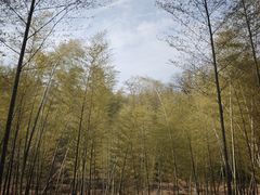 -潜山国家森林公园