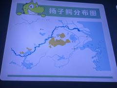 -中国扬子鳄村