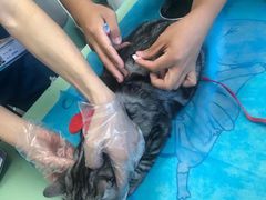 -欧奕国际动物医院