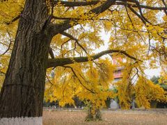-四川大学(望江校区)
