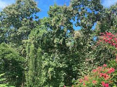 -中国科学院西双版纳热带植物园