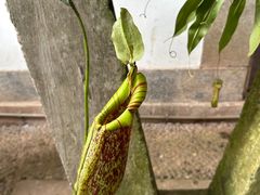 -中国科学院西双版纳热带植物园