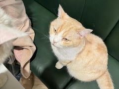 -安格丽娜·狗咖·猫咖羊驼咖(春熙路百盛商场店)