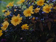 -花中城·杭帮菜·粤菜·海鲜火锅(清泰街店)