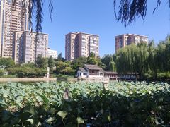 -团结湖公园