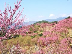 -新建村梅花