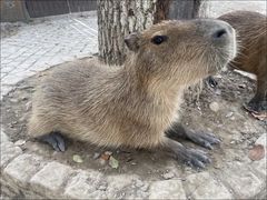 -上海野生动物园