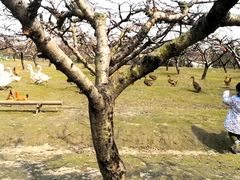 -樂桃源奉贤黄桃种植采摘基地
