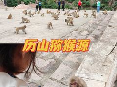 -历山猕猴源景区