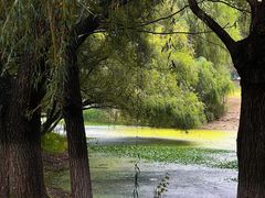 -长白岛森林公园