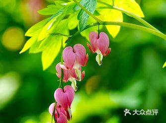 景山牡丹园中最先开放的是荷包牡丹，荷包牡丹花朵似荷包