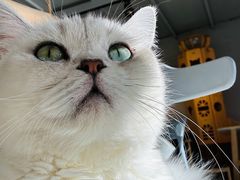 -豆逗聊愈猫阁Easy Life