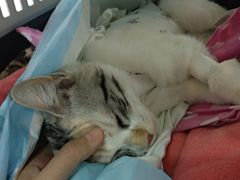 -纳吉亚猫专科动物医院博雅分院