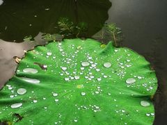 -新江湾城公园