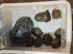 -双季花艺园艺市场(浦东店)