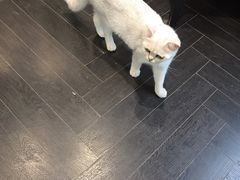-猫色咖啡·猫咖