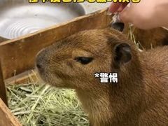 -肉店炸炸炸·爆汁孜然牛肉