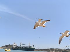 -海驴岛(荣成市)
