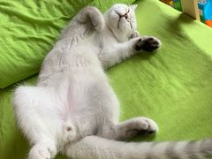 -翊宠yipet猫狗购宠庄园犬舍•猫舍