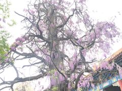 -北京国子监胡同