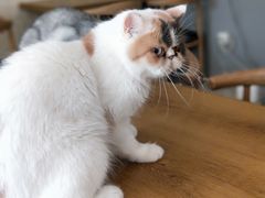 -平行世界·猫咖(首经贸店)