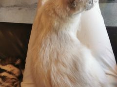 -猫小院猫主题咖啡厅(北锣店)