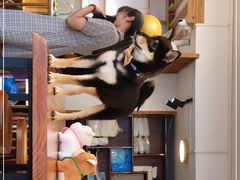 -豆柴町-柴犬主题狗咖(红鼎国际C座店)