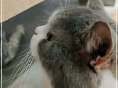 -more than meow吴止猫主题餐厅(承德 中船汇店)