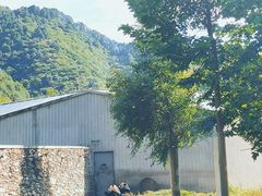 -卧龙中华大熊猫苑神树坪基地
