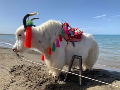 -青海湖国家重点风景名胜区