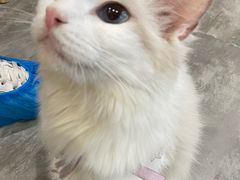 -楼上猫咖(罗湖店)
