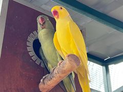-吉隆坡雀鸟公园