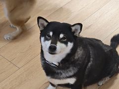 -是阿柴呀！柴犬咖啡·爱喵喵猫咖