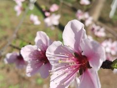 -合肥滨湖国家森林公园