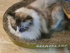 -白兔子密室(长寿路店)