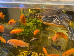 -酷以爬仙阁实体爬宠店·守宫·蜥蜴·专业繁育