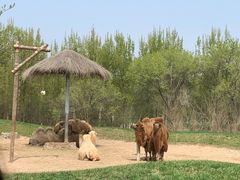 -北京野生动物园