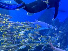 -海合安武汉极地海洋公园