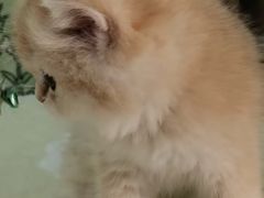 -东方名猫馆·英短金渐层布偶猫舍(环线广场1号楼店)